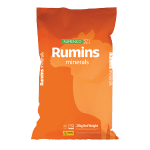 Rumins Sheep